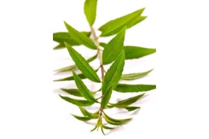 Zitronenverbene