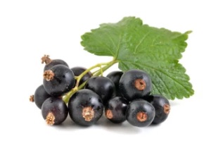 Schwarze Johannisbeere