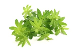 Waldmeister