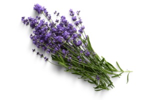 Lavendel