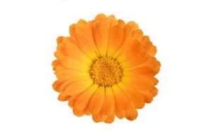 Ringelblume