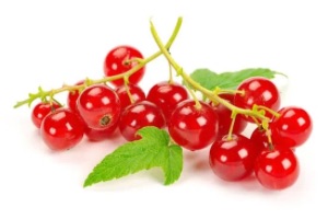 Rote Johannisbeere