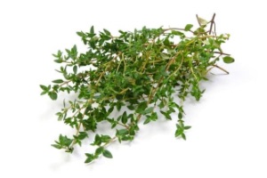 Thymian